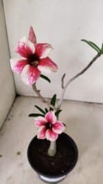 Planta Simples 3269 – 30cm – 02 anos - Imagem 4