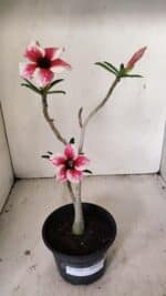 Planta Simples 3269 – 30cm – 02 anos - Imagem 5