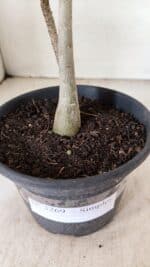 Planta Simples 3269 – 30cm – 02 anos - Imagem 8