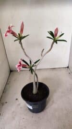 Planta Simples 3269 – 30cm – 02 anos - Imagem 7