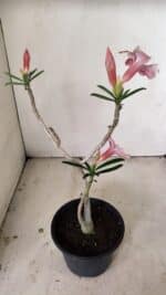 Planta Simples 3269 – 30cm – 02 anos - Imagem 6