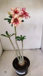 Planta Simples 3270 – 35cm – 03 anos - Imagem 2