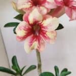 Planta Simples 3270 – 35cm – 03 anos