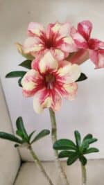 Planta Simples 3270 – 35cm – 03 anos