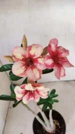 Planta Simples 3270 – 35cm – 03 anos - Imagem 3