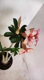 Planta Simples 3270 – 35cm – 03 anos - Imagem 5