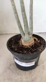 Planta Simples 3270 – 35cm – 03 anos - Imagem 8