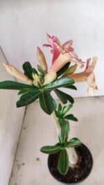 Planta Simples 3270 – 35cm – 03 anos - Imagem 7