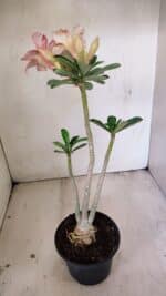 Planta Simples 3270 – 35cm – 03 anos - Imagem 6