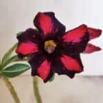 Planta Simples 3271 – 25cm – 01 ano