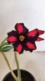 Planta Simples 3271 – 25cm – 01 ano