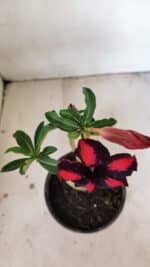 Planta Simples 3271 – 25cm – 01 ano - Imagem 4