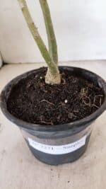 Planta Simples 3271 – 25cm – 01 ano - Imagem 6