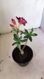 Planta Simples 3271 – 25cm – 01 ano - Imagem 5