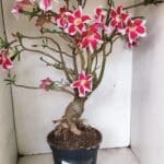 Planta Simples 3272 – 70cm – 06 anos