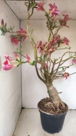 Planta Simples 3272 – 70cm – 06 anos - Imagem 14