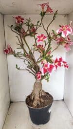 Planta Simples 3272 – 70cm – 06 anos - Imagem 13