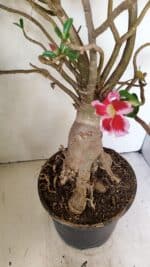 Planta Simples 3272 – 70cm – 06 anos - Imagem 11