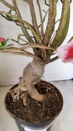 Planta Simples 3272 – 70cm – 06 anos - Imagem 10