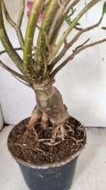 Planta Simples 3272 – 70cm – 06 anos - Imagem 8