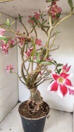 Planta Simples 3272 – 70cm – 06 anos - Imagem 7