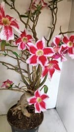 Planta Simples 3272 – 70cm – 06 anos - Imagem 3