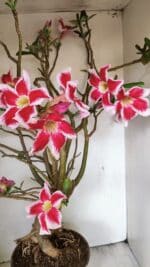 Planta Simples 3272 – 70cm – 06 anos - Imagem 4