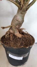 Planta Simples 3272 – 70cm – 06 anos - Imagem 12