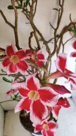 Planta Simples 3272 – 70cm – 06 anos - Imagem 5