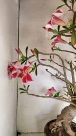 Planta Simples 3272 – 70cm – 06 anos - Imagem 16