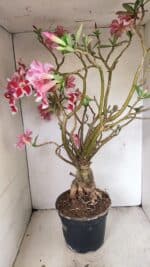 Planta Simples 3272 – 70cm – 06 anos - Imagem 15