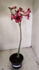 Planta Simples 3273 – 35cm – 03 anos - Imagem 2