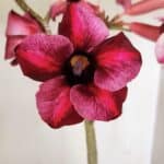 Planta Simples 3273 – 35cm – 03 anos