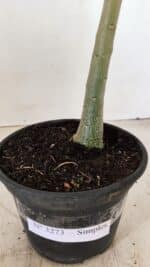 Planta Simples 3273 – 35cm – 03 anos - Imagem 6