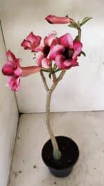 Planta Simples 3273 – 35cm – 03 anos - Imagem 5