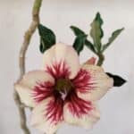 Planta Simples 3274 – 35cm – 03 anos