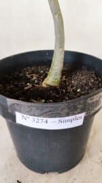 Planta Simples 3274 – 35cm – 03 anos - Imagem 7