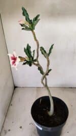 Planta Simples 3274 – 35cm – 03 anos - Imagem 6