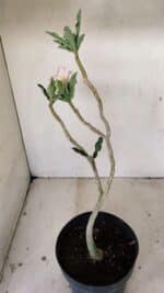 Planta Simples 3274 – 35cm – 03 anos - Imagem 5