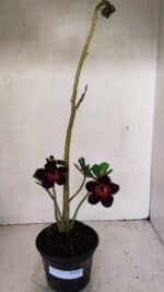 Planta Simples 3275 – 35cm – 03 anos - Imagem 2