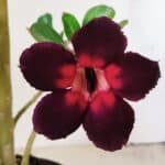 Planta Simples 3275 – 35cm – 03 anos