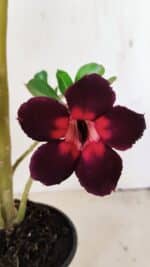 Planta Simples 3275 – 35cm – 03 anos