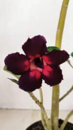 Planta Simples 3275 – 35cm – 03 anos - Imagem 3