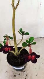 Planta Simples 3275 – 35cm – 03 anos - Imagem 4