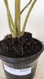 Planta Simples 3275 – 35cm – 03 anos - Imagem 8