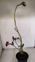 Planta Simples 3275 – 35cm – 03 anos - Imagem 7