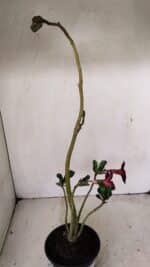 Planta Simples 3275 – 35cm – 03 anos - Imagem 6