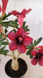 Planta Simples 3276 – 35cm – 03 anos - Imagem 4