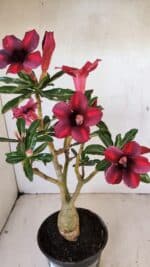 Planta Simples 3276 – 35cm – 03 anos - Imagem 5