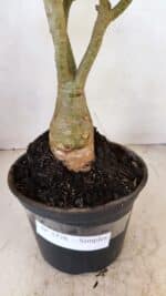 Planta Simples 3276 – 35cm – 03 anos - Imagem 10